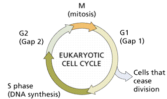 1457_cell cycle.png